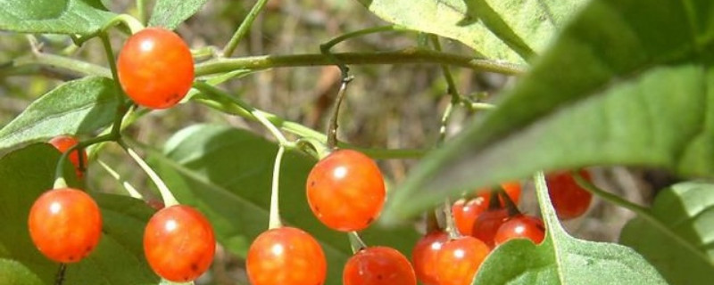 绛珠仙草是什么植物