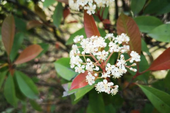 石楠花花期多长