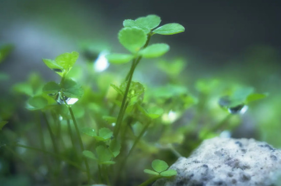 植物五大生理作用