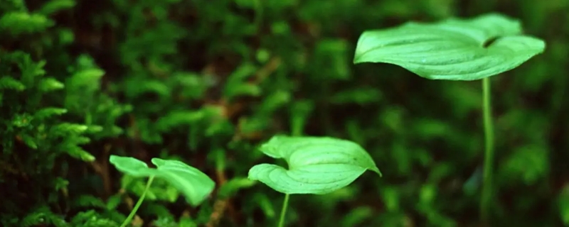 植物五大生理作用