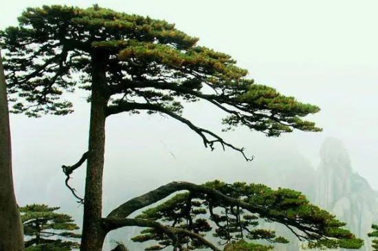 松树属于什么植物