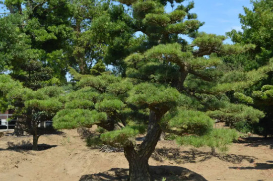 黑松移栽多久知道死活