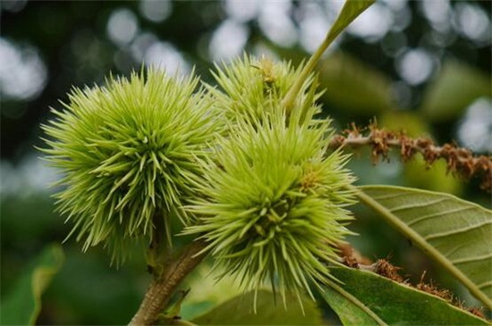 栗子什么季节成熟，秋季9到10月份成熟