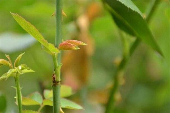 植物六大器官的作用，吸收营养延续生命