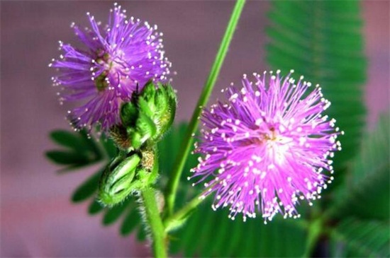 含羞草会开花吗，盛夏时节开小巧秀丽花朵