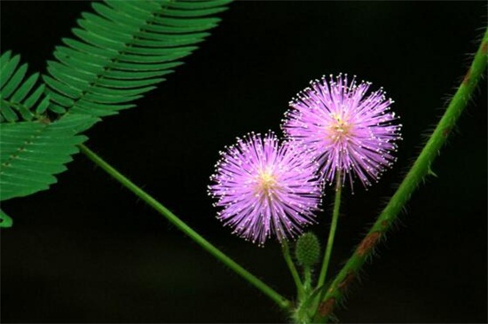 含羞草会开花吗，盛夏时节开小巧秀丽花朵