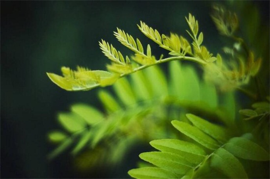 含羞草会开花吗，盛夏时节开小巧秀丽花朵