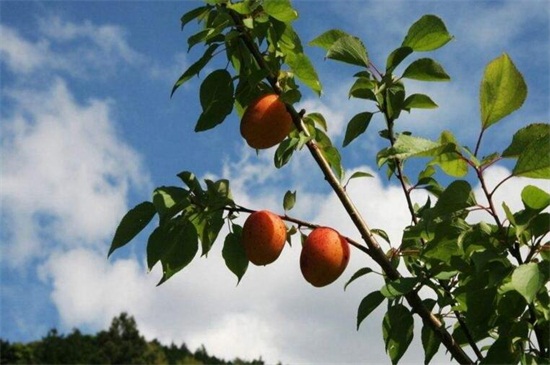 杏树什么时候开花