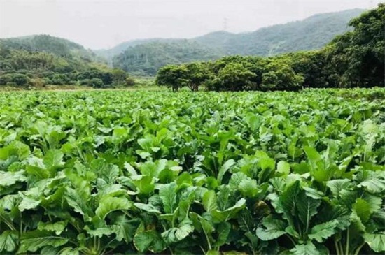 菜心种子怎么种植方法