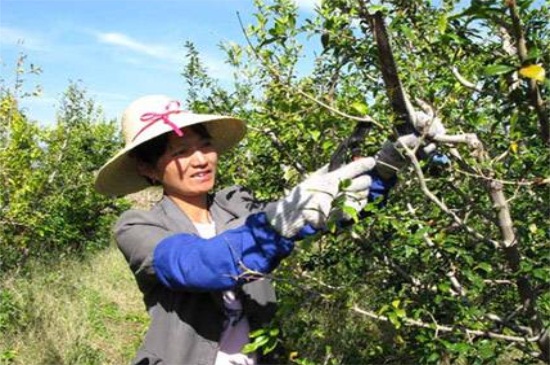 石榴树怎么剪枝