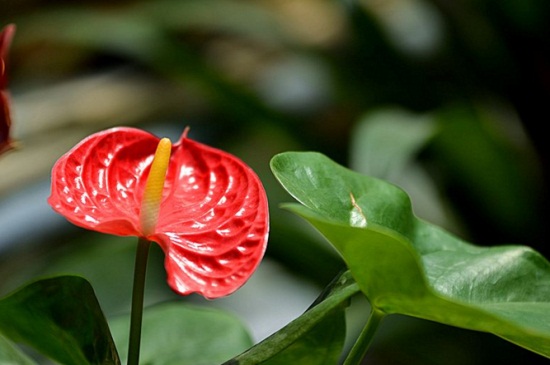 红掌的催花方法