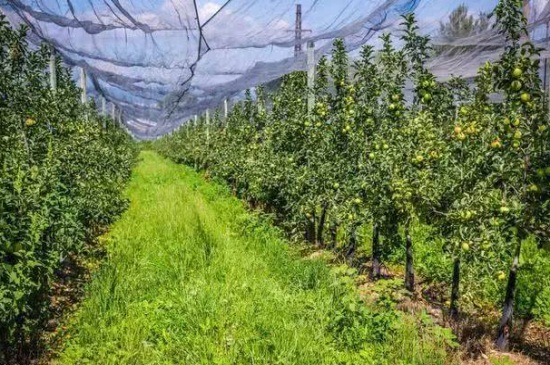 丑橘种植技术