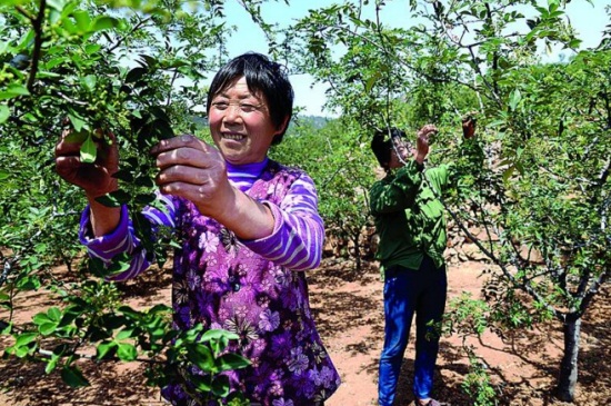 花椒种植技术