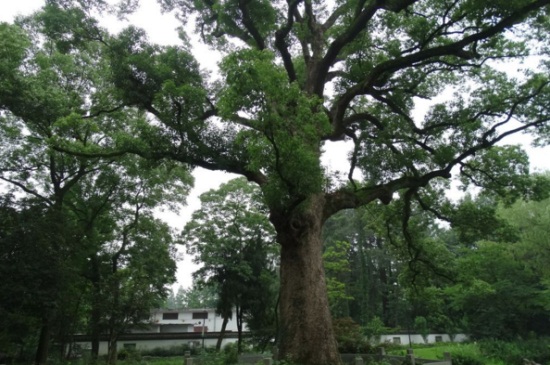 樟树是什么植物