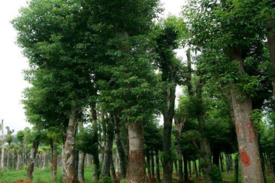 樟树是什么植物