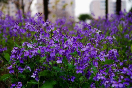 冬季草花品种