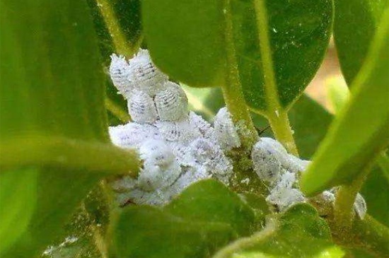 木菊花生小白虫怎么办