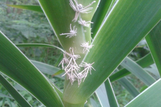 木菊花生小白虫怎么办