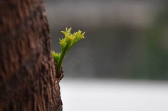 如何让幸福树树干发芽，施加氮肥并注射激活液