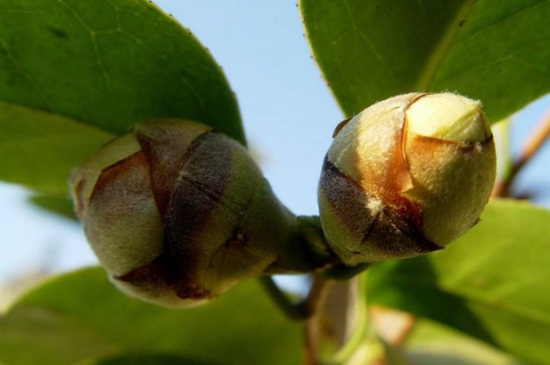 茶花为什么掉花苞，严重缺水出现肥害