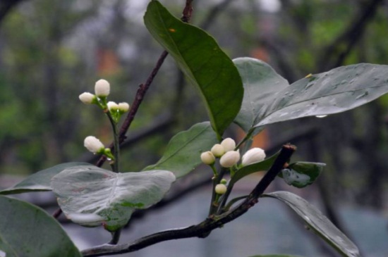 桔子树不开花怎么办，4种解决方法使其快速开花