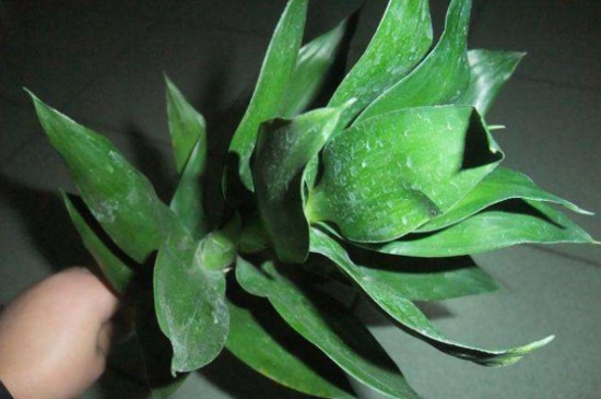 观音竹烂根怎么处理，修剪烂根并喷洒多菌灵溶液