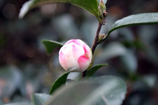 茶花掉花蕾长新叶怎么回事，氮肥过量或酸碱不适