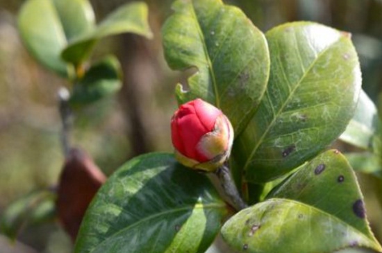 茶花掉花蕾长新叶怎么回事，氮肥过量或酸碱不适