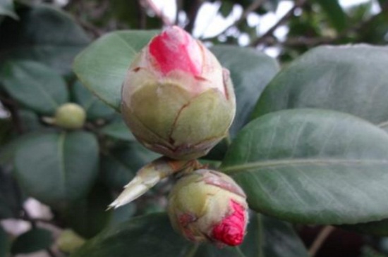 茶花掉花蕾长新叶怎么回事，氮肥过量或酸碱不适