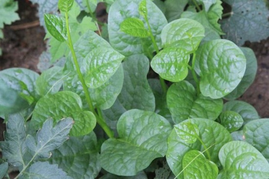 木耳菜种植适宜温度，可在20℃～30℃之间种植