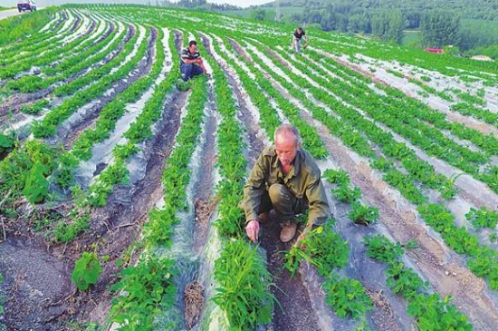 夏播花生什么时间收获，秋季10～12月份