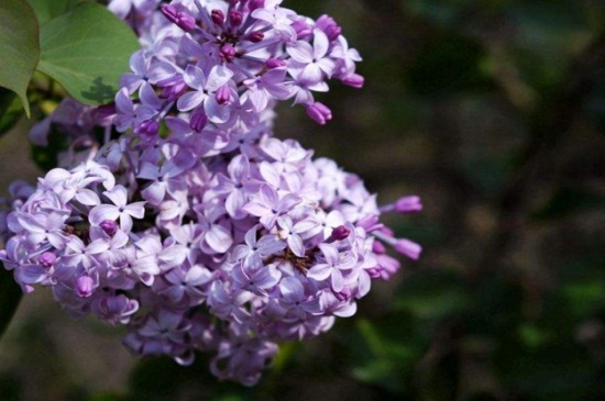 丁香花几天浇一次，日常每隔10天浇水一次