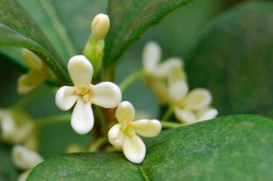 家里可以养桂花吗，家中可种植桂花有利于风水