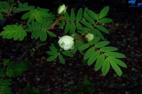 峨眉蔷薇如何盆栽，4个步骤种植盆栽峨眉蔷薇