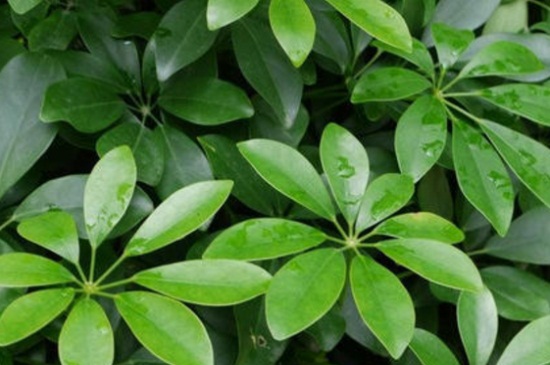 鹅掌藤和鹅掌柴是一种植物吗，两者有所差异不属同种植物