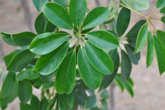 鹅掌藤和鹅掌柴是一种植物吗，两者有所差异不属同种植物