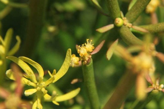 光棍树开花吗，盛夏开黄白小花