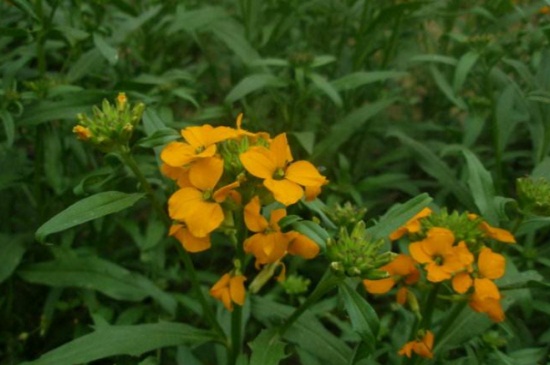 桂竹香的花期，花期主要集中4～5月份