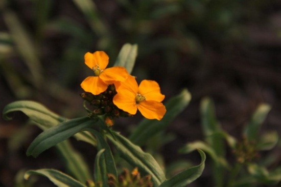 桂竹香的花期，花期主要集中4～5月份