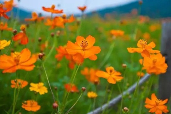 硫华菊和花菱草有什么区别，4大外形特征区分两者