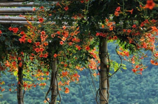 凌霄花种几年能开出花，播种后需10年可开花