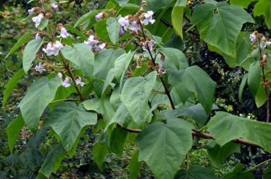 泡桐的虫害及其防治，地老虎可清除杂草并喷洒药剂