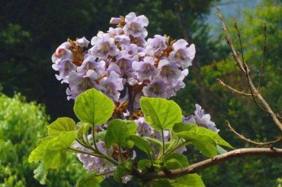 泡桐的虫害及其防治，地老虎可清除杂草并喷洒药剂