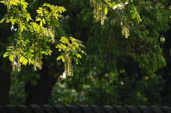 槐花怎么整枝，春季疏剪密病枝