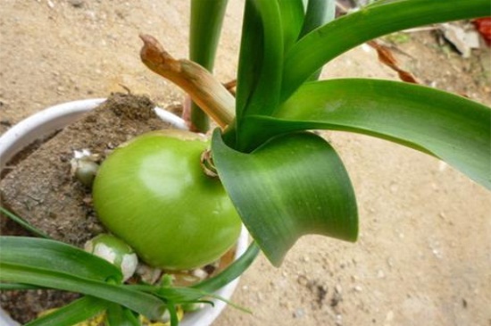 虎眼万年青的病虫害及其防治，花叶病需隔离药剂喷杀