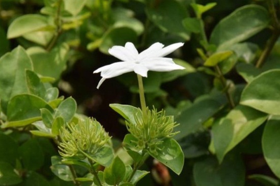 毛茉莉的虫害及其防治，卷叶蛾需剪病叶药剂喷杀