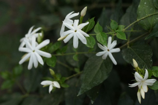 毛茉莉的虫害及其防治，卷叶蛾需剪病叶药剂喷杀