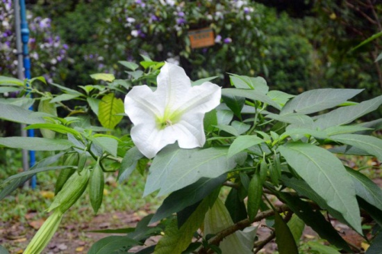 不同颜色的曼陀罗花语，紫色神秘花语为恐怖