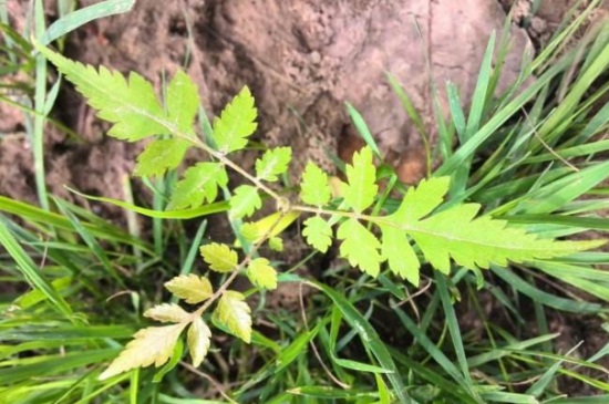 栾树的苗期管理方法，遮阴处理并间苗补苗