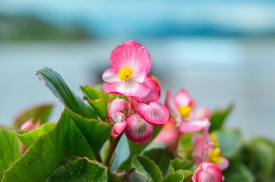 秋海棠几月开花，夏秋7～9月份开花